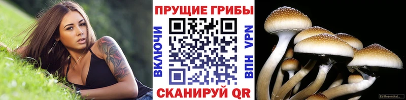 Купить где  Валдай  Псилоцибиновые грибы мицелий 